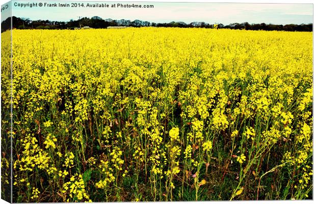 Bright yellow Rapeseed vista Canvas Print by Frank Irwin