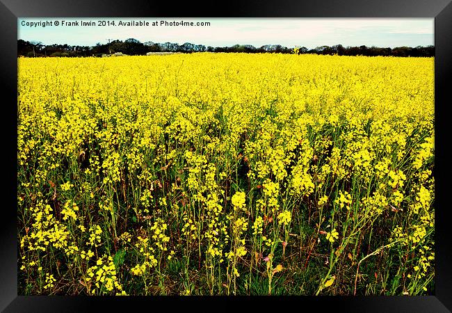 Bright yellow Rapeseed vista Framed Print by Frank Irwin