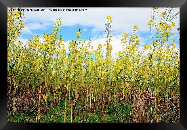 Bright yellow Rapeseed vista Framed Print by Frank Irwin
