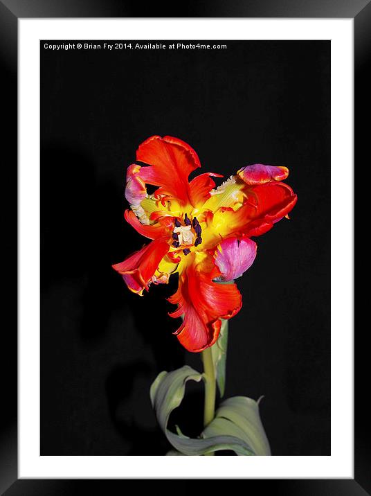 Beautiful Parrot Tulip Framed Mounted Print by Brian Fry