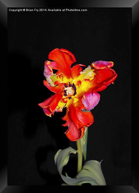 Beautiful Parrot Tulip Framed Print by Brian Fry