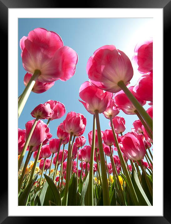 Pink Tulips Framed Mounted Print by Tracey Whitefoot