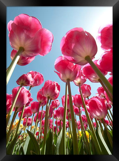 Pink Tulips Framed Print by Tracey Whitefoot
