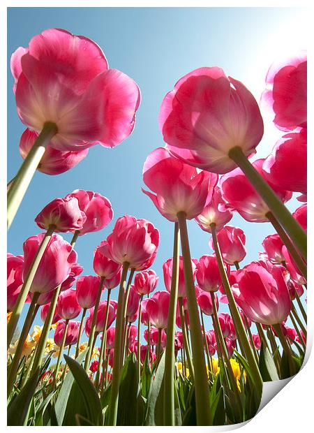 Pink Tulips Print by Tracey Whitefoot