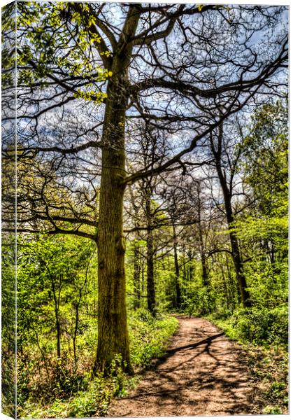 The Forest Path Canvas Print by David Pyatt