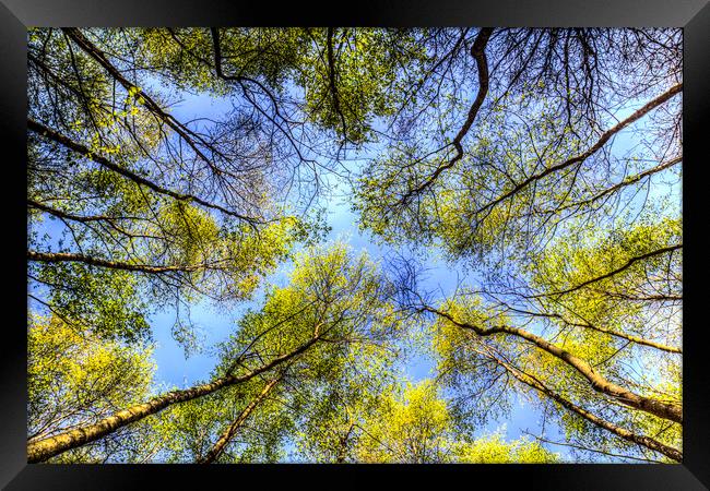 The Tree Canopy Framed Print by David Pyatt