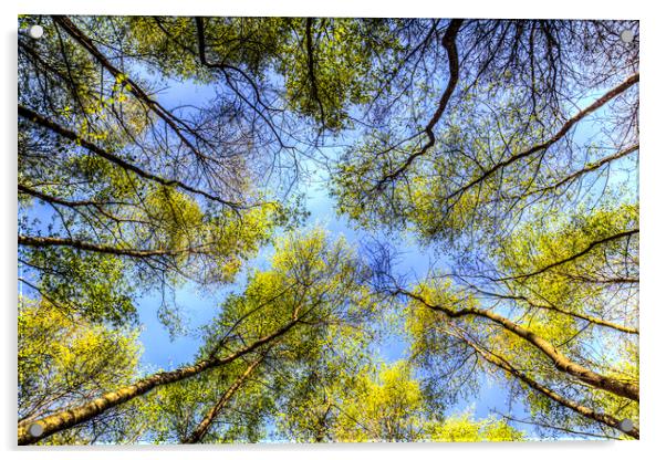 The Tree Canopy Acrylic by David Pyatt