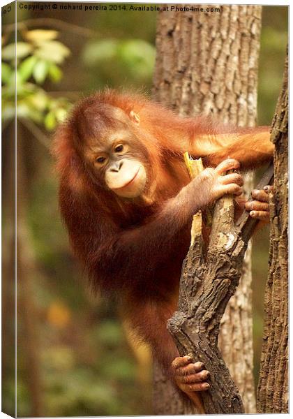 Orangutang Canvas Print by richard pereira