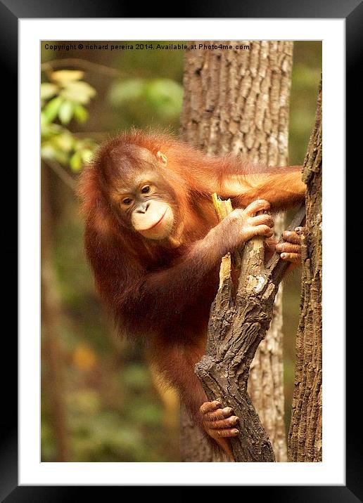 Orangutang Framed Mounted Print by richard pereira