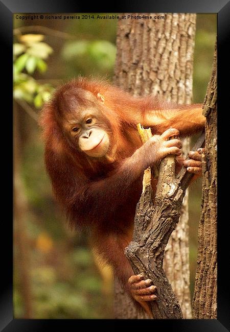 Orangutang Framed Print by richard pereira