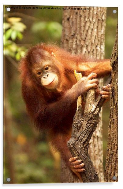 Orangutang Acrylic by richard pereira