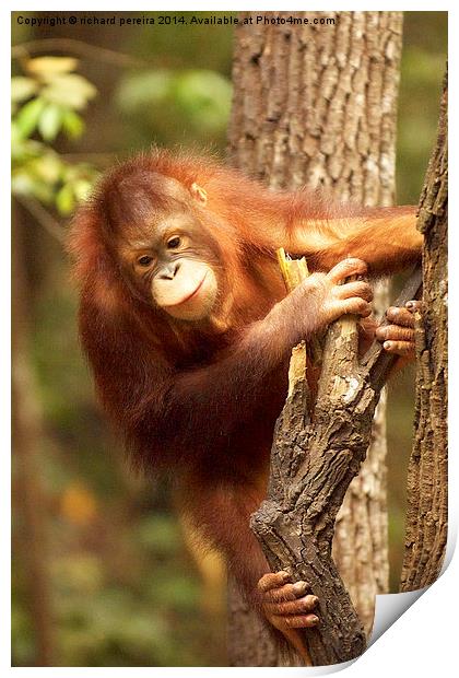Orangutang Print by richard pereira