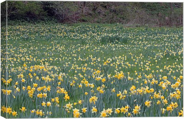 A Host of Golden Daffodils Canvas Print by Tony Murtagh