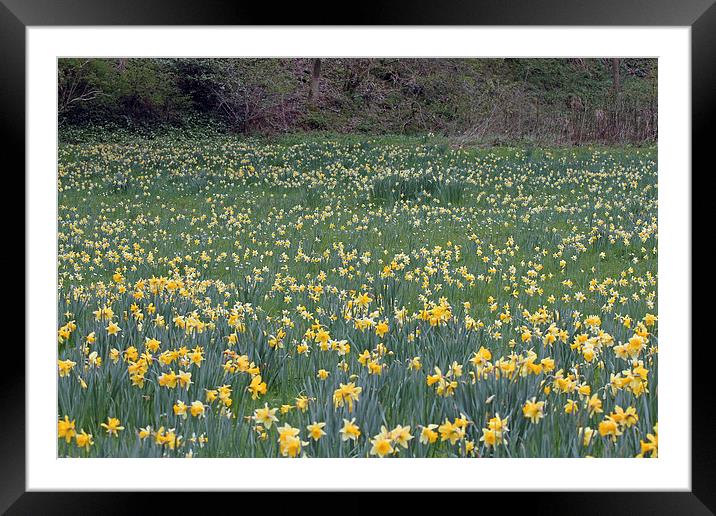 A Host of Golden Daffodils Framed Mounted Print by Tony Murtagh