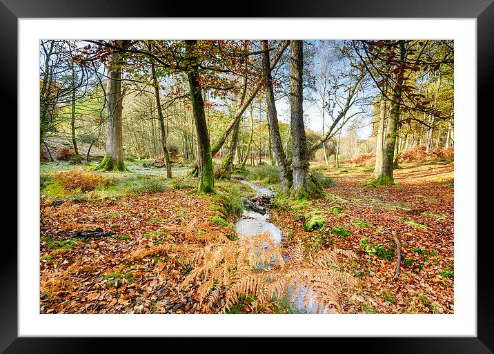 Bolderwood in the New Forest Framed Mounted Print by Helen Hotson