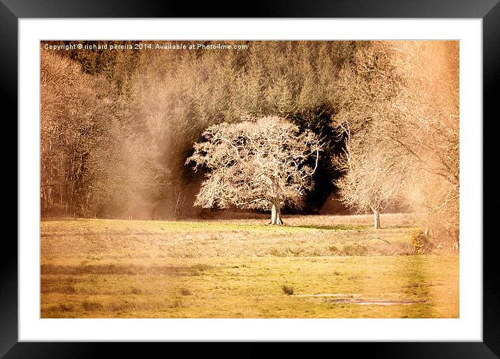 Countryside tree Framed Mounted Print by richard pereira