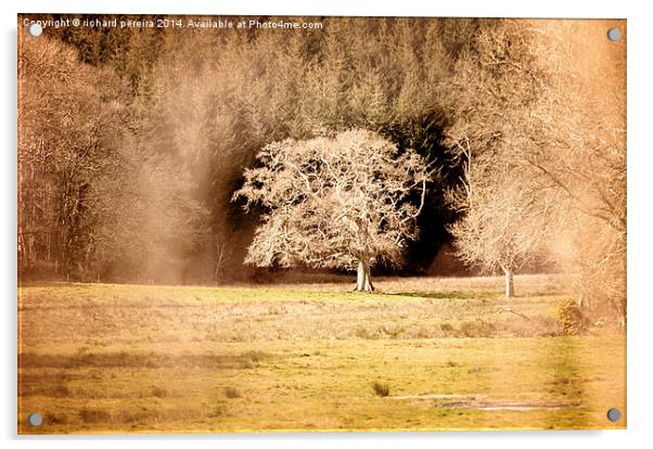 Countryside tree Acrylic by richard pereira