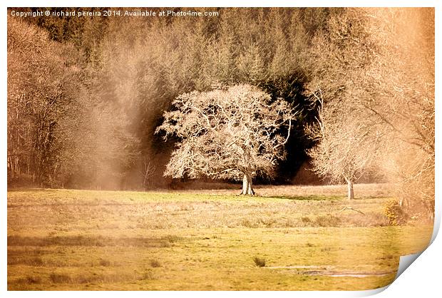 Countryside tree Print by richard pereira