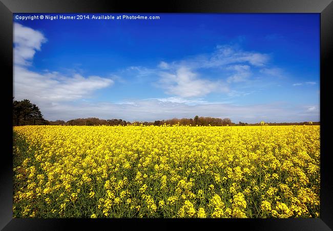 Yellow Rapeseed Framed Print by Wight Landscapes