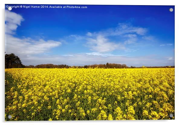 Yellow Rapeseed Acrylic by Wight Landscapes