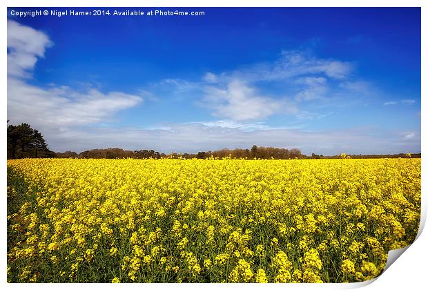 Yellow Rapeseed Print by Wight Landscapes