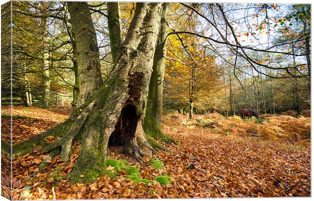 Autumn in the New Forest Canvas Print by Helen Hotson