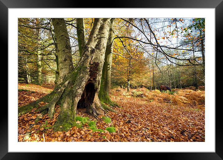 Autumn in the New Forest Framed Mounted Print by Helen Hotson