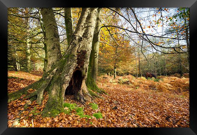 Autumn in the New Forest Framed Print by Helen Hotson