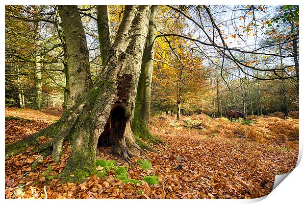 Autumn in the New Forest Print by Helen Hotson