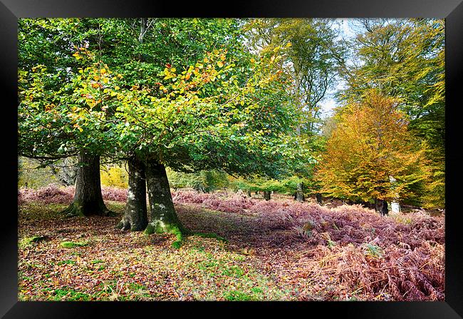 Autumn in the New Forest Framed Print by Helen Hotson