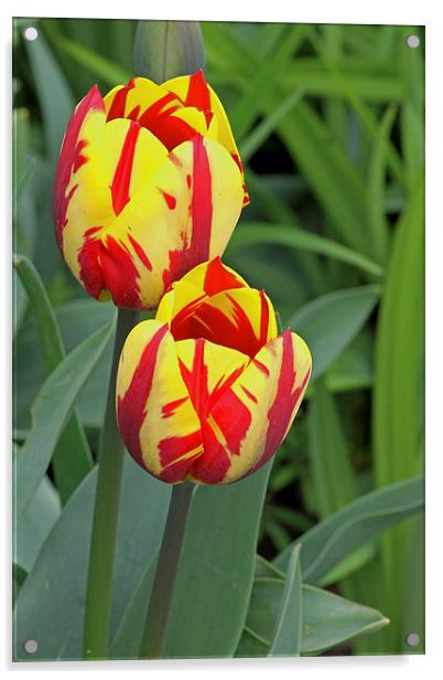 Tulips Acrylic by Tony Murtagh