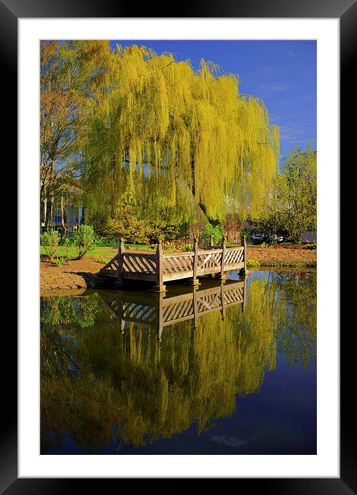 Weston Park Pond, Spring Reflections Framed Mounted Print by Darren Galpin