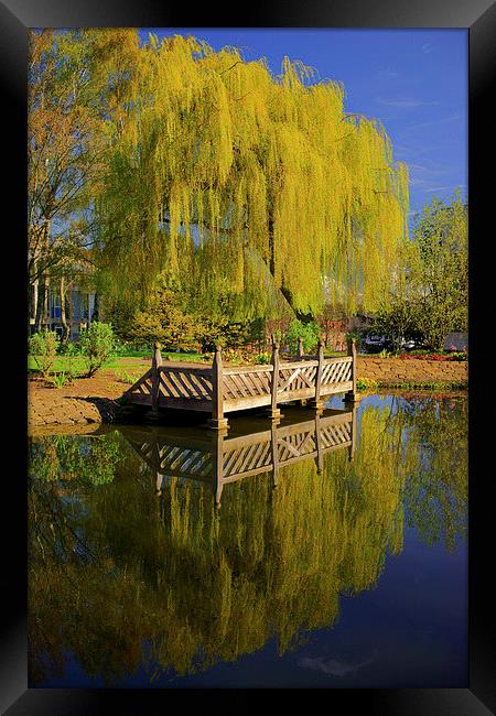 Weston Park Pond, Spring Reflections Framed Print by Darren Galpin