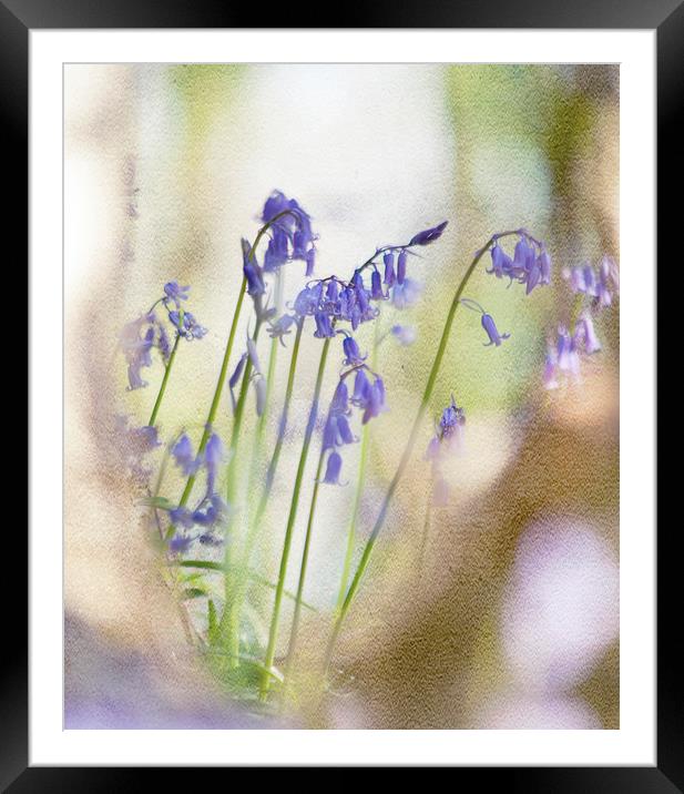 Bluebell Dreams Framed Mounted Print by Dawn Cox