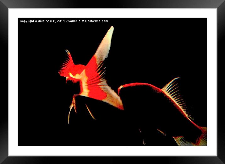 fish life in color Framed Mounted Print by dale rys (LP)