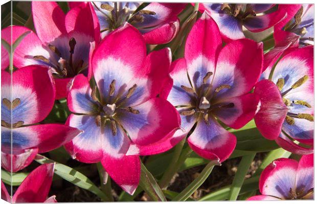 Miniature Tulips in Bloom Canvas Print by Gordon Dimmer