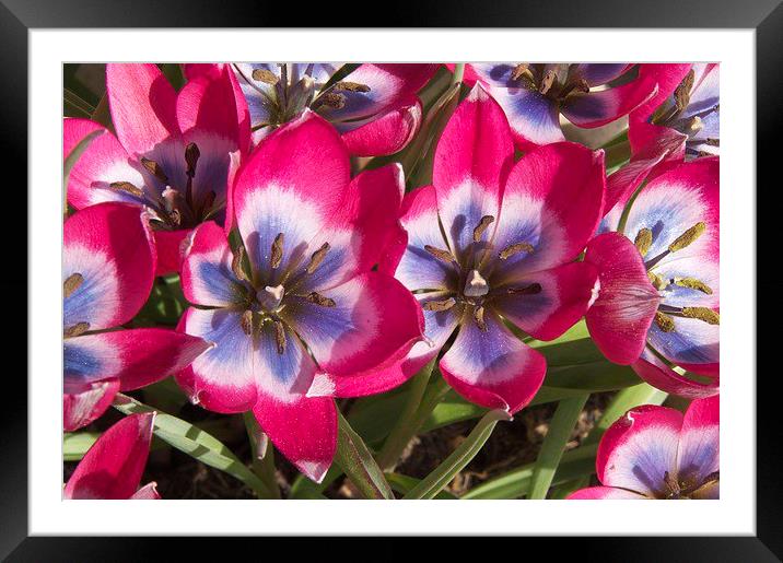 Miniature Tulips in Bloom Framed Mounted Print by Gordon Dimmer