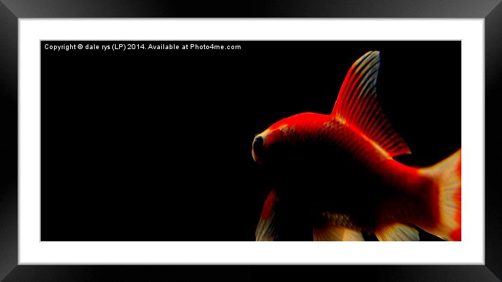 waterlife Framed Mounted Print by dale rys (LP)