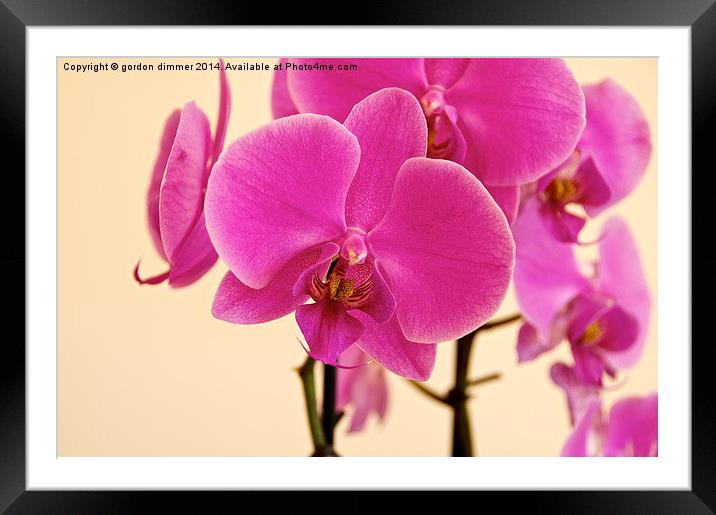Beautiful Pink Orchid Framed Mounted Print by Gordon Dimmer
