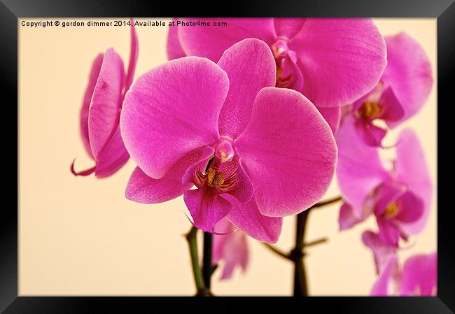 Beautiful Pink Orchid Framed Print by Gordon Dimmer