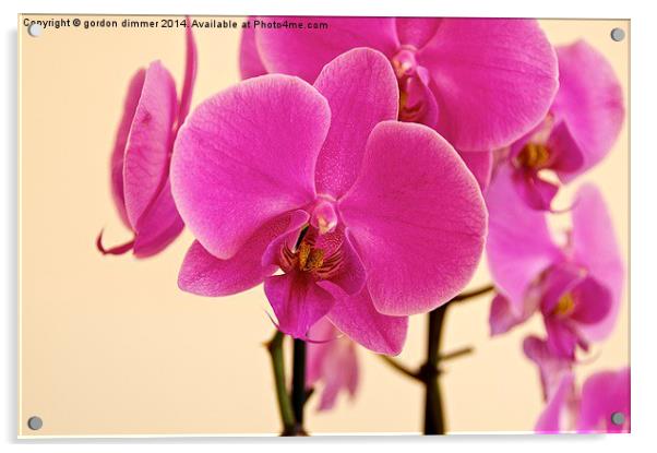 Beautiful Pink Orchid Acrylic by Gordon Dimmer