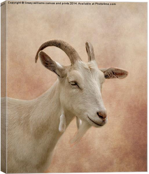 GOAT Canvas Print by Linsey Williams