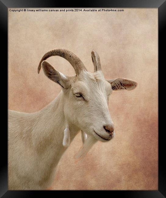 GOAT Framed Print by Linsey Williams