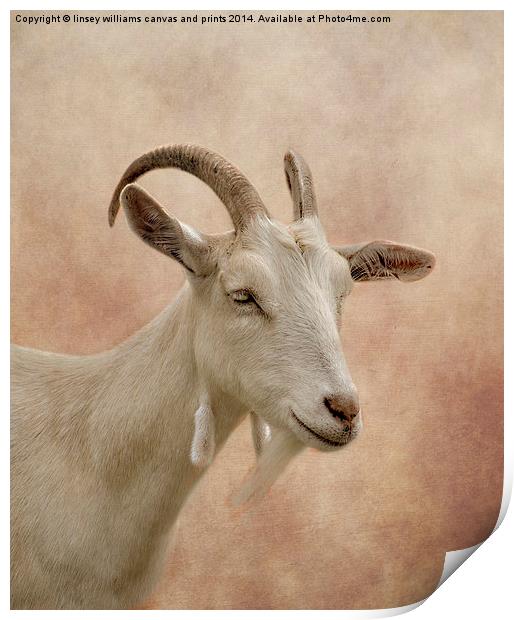 GOAT Print by Linsey Williams