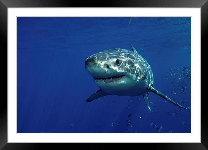 Great White Shark Framed Mounted Print by David Stephens