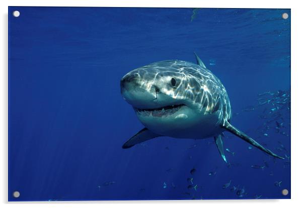 Great White Shark Acrylic by David Stephens