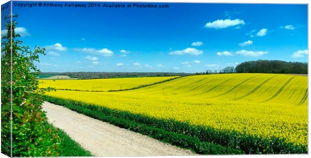 FIELDS OF GOLD Canvas Print by Anthony Kellaway