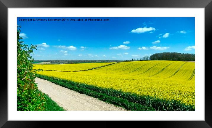FIELDS OF GOLD Framed Mounted Print by Anthony Kellaway