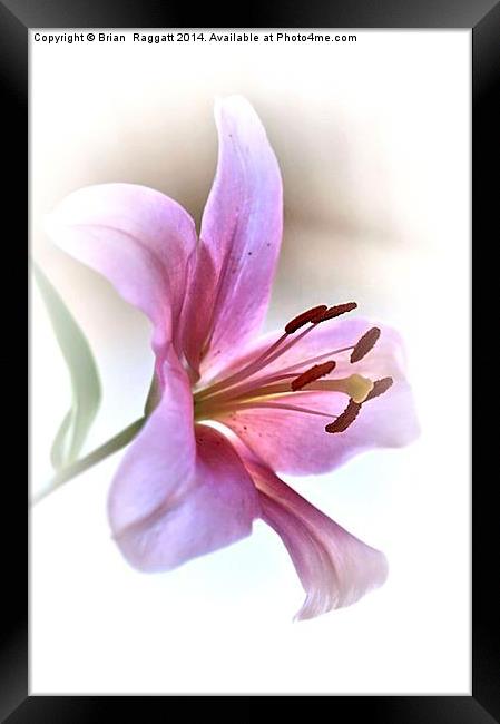 Pink Lily Framed Print by Brian  Raggatt