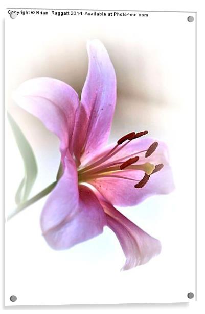 Pink Lily Acrylic by Brian  Raggatt